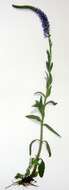 Imagem de Veronica spicata subsp. spicata