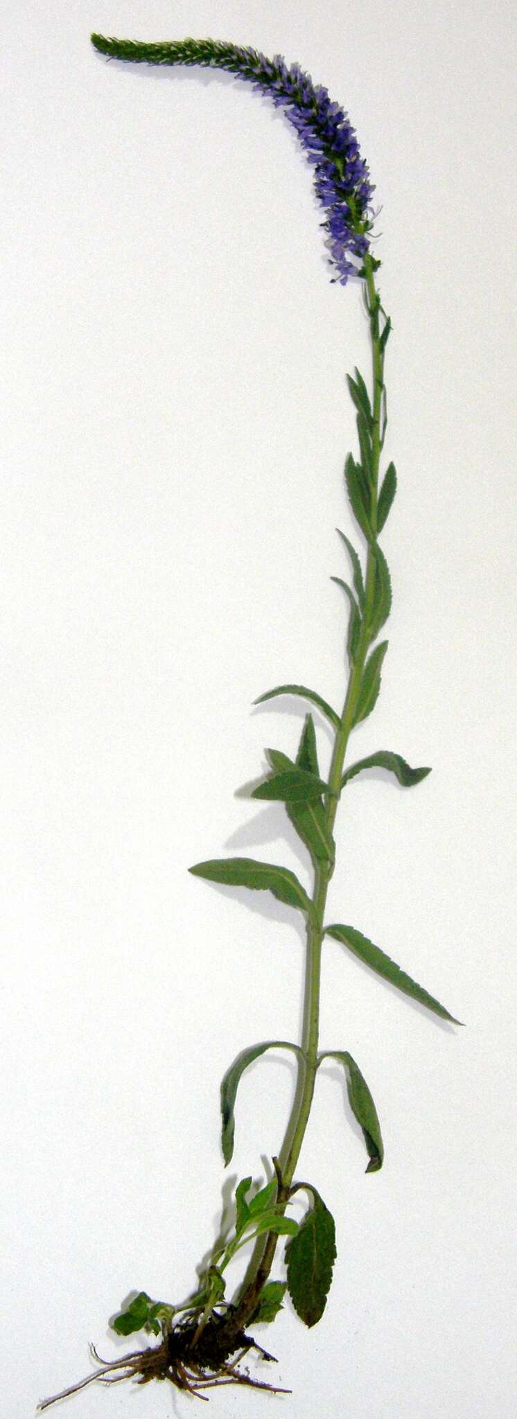Sivun Veronica spicata subsp. spicata kuva
