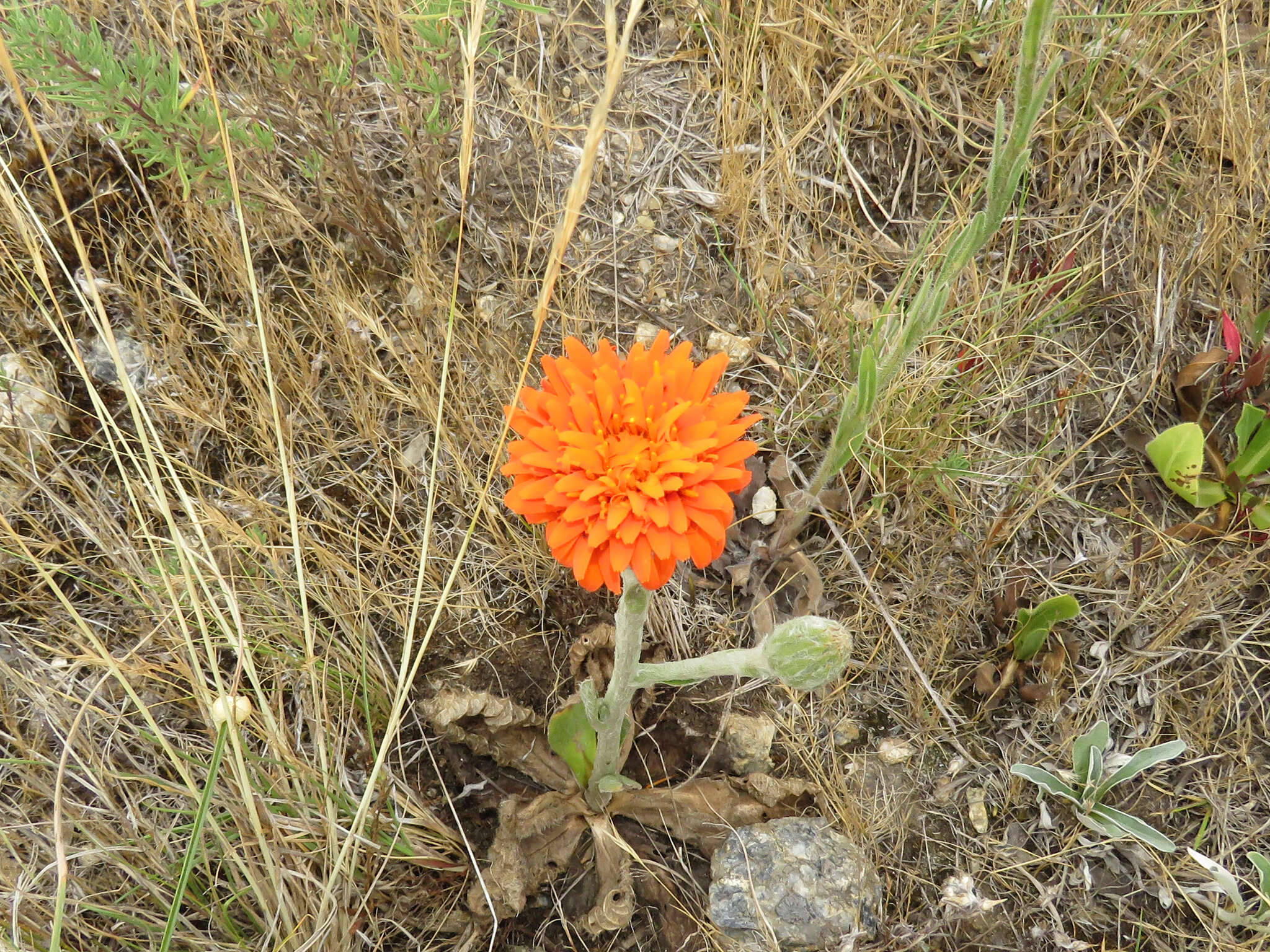 Imagem de Criscia stricta (Spreng.) L. Katinas