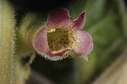 Image of sanddune unicorn-plant