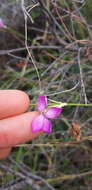 Image of Dianthus ciliatus Guss.