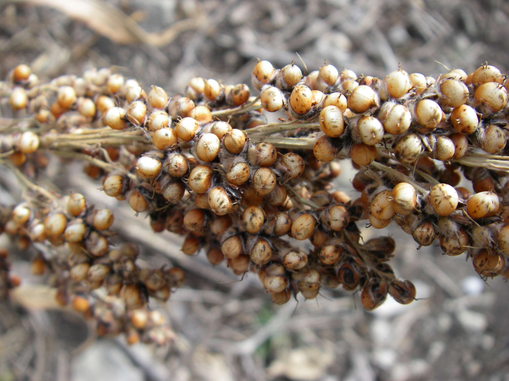 Image of sorghum