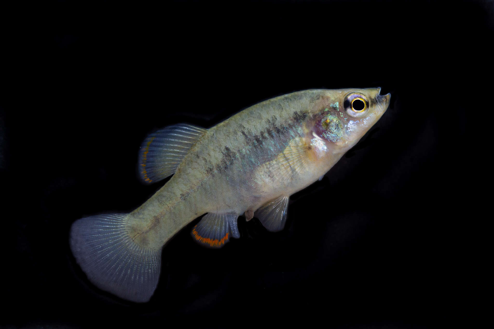 Image of Zoogoneticus purhepechus Domínguez-Domínguez, Pérez-Rodríguez & Doadrio 2008