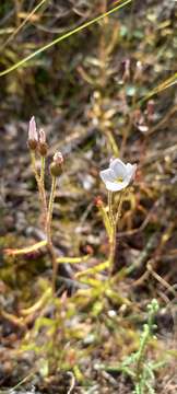 Image de Drosera liniflora Debbert