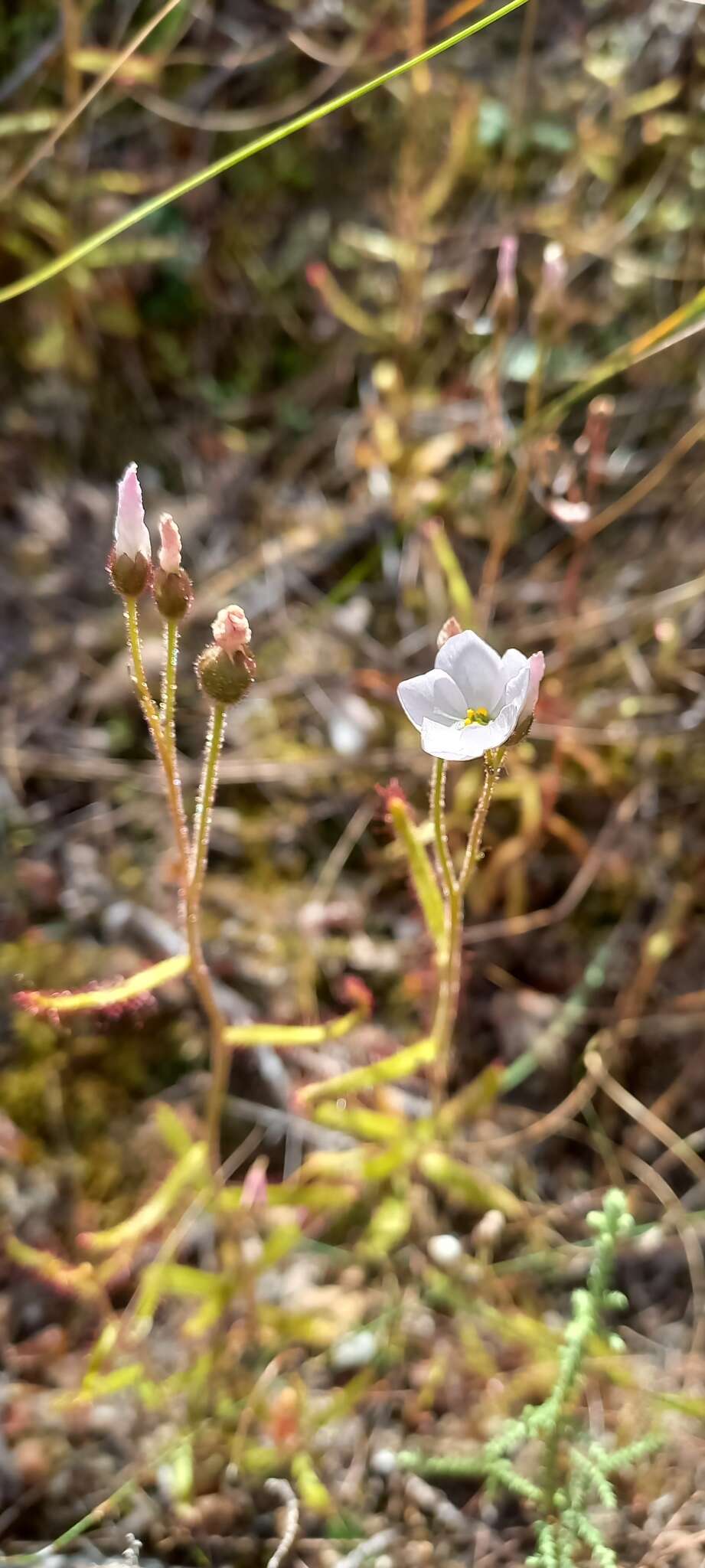 Imagem de Drosera liniflora Debbert