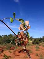 Imagem de Dioscorea bemandry Jum. & H. Perrier