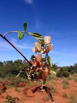 Image of Dioscorea bemandry Jum. & H. Perrier