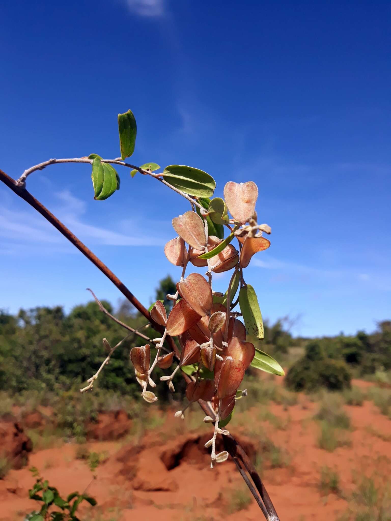 Image of Dioscorea bemandry Jum. & H. Perrier