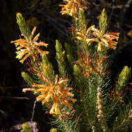 Image of Erica grandiflora subsp. grandiflora