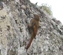 Image of Inambari Woodcreeper