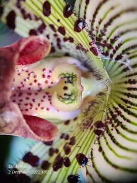 Image de Paphiopedilum argus (Rchb. fil.) Stein