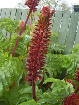 Image de Melianthus major L.