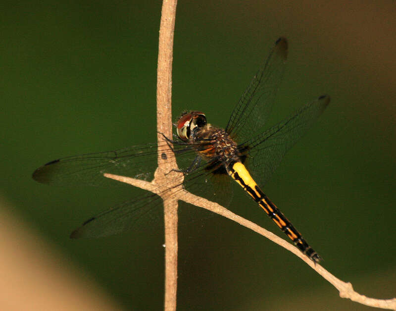 Image of Pseudothemis jorina Förster 1904