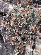 Image of Crassula brevifolia subsp. brevifolia