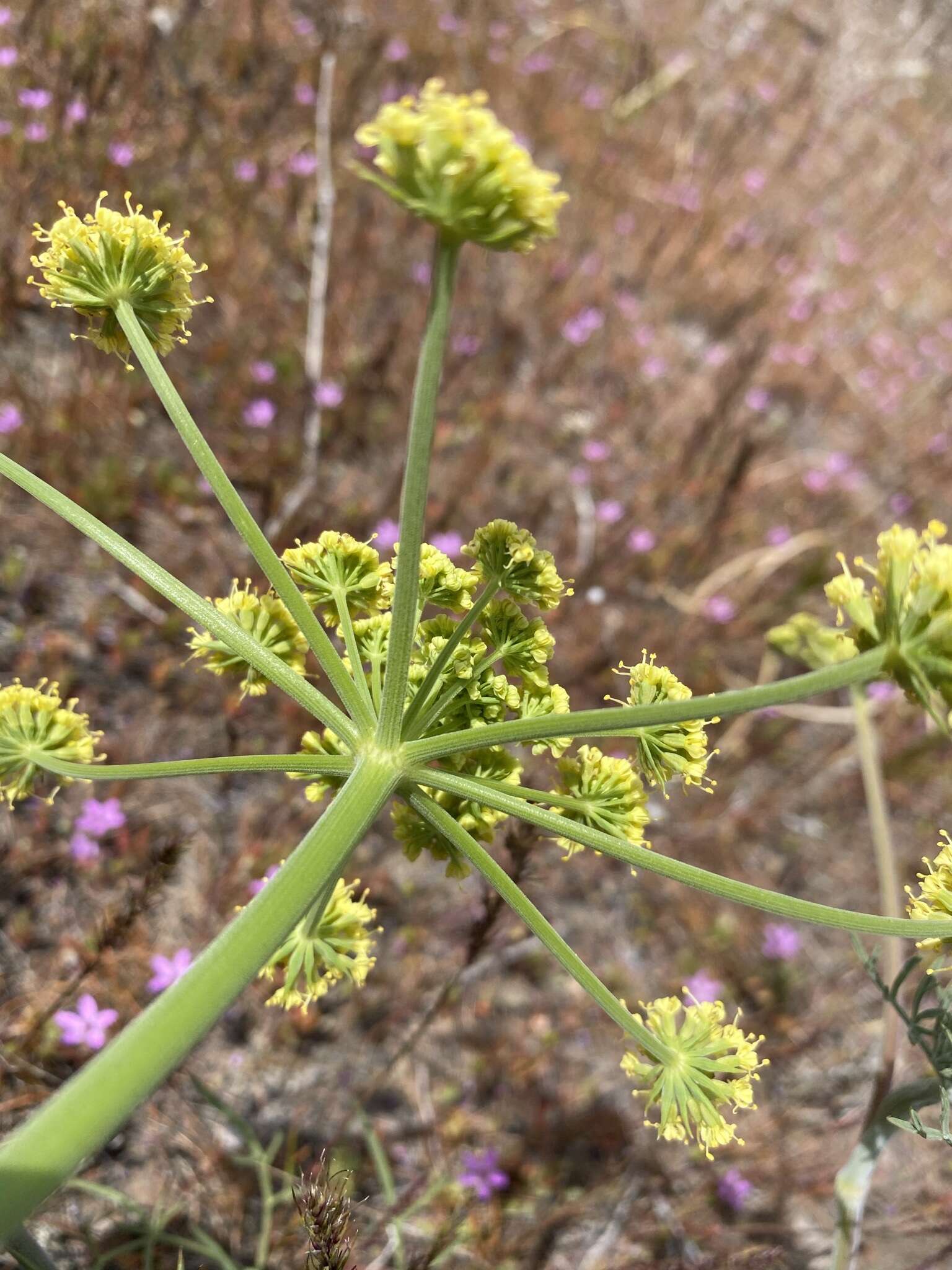 Image of nineleaf biscuitroot