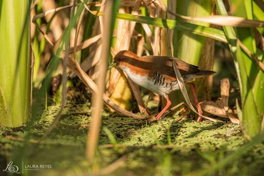 Image of Red-and-white Crake