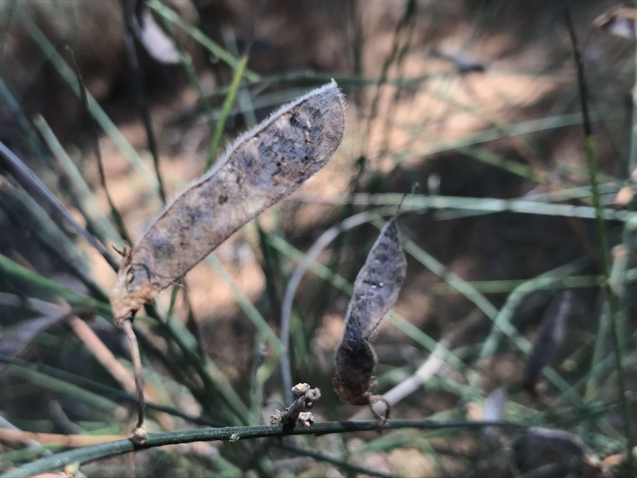 Слика од Cytisus grandiflorus (Brot.) DC.