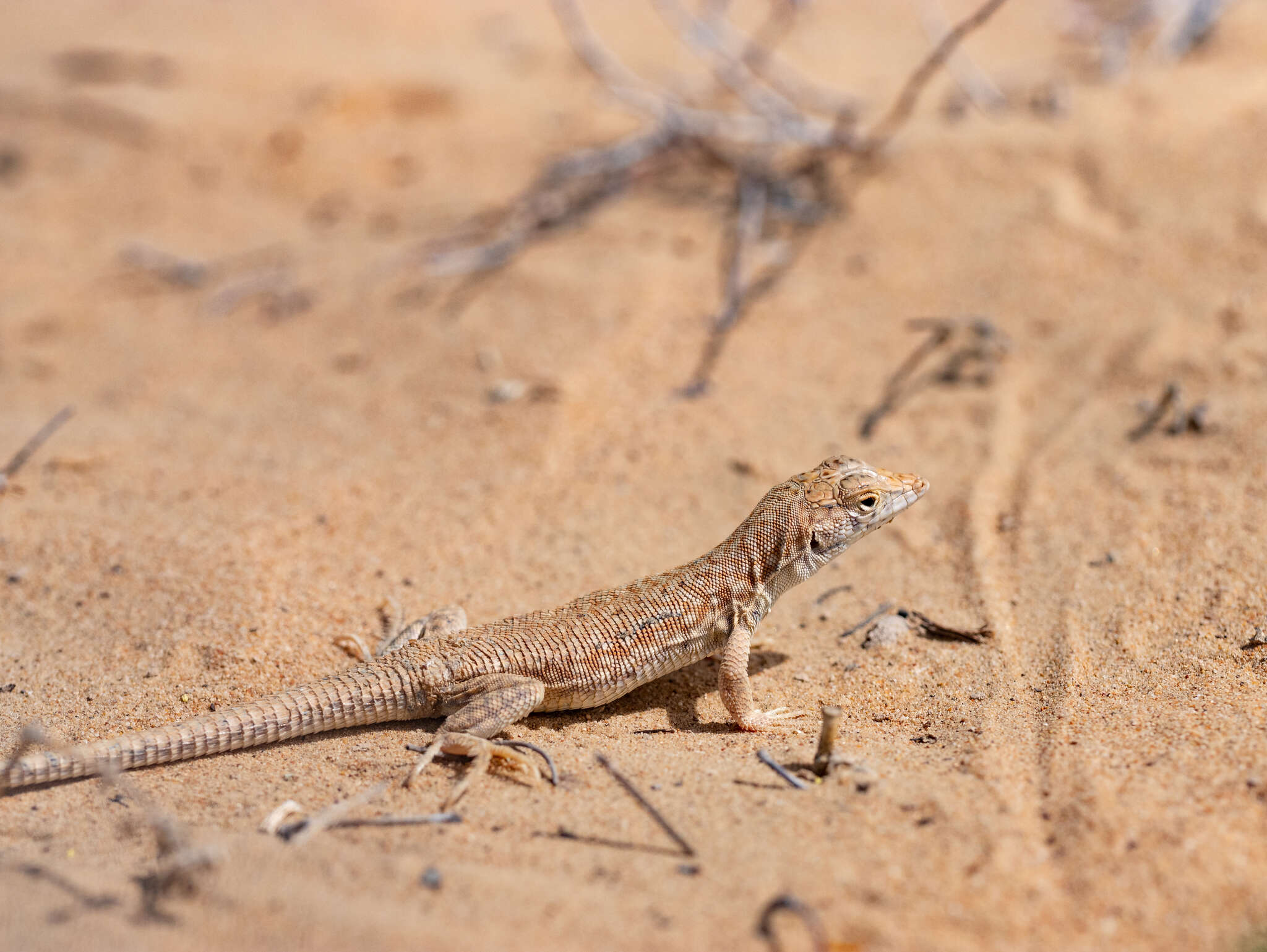 Plancia ëd Acanthodactylus schmidti Haas 1957