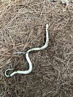 Image of Japanese Keelback