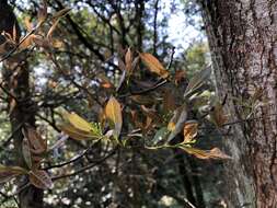 Image of Photinia arguta Wall. ex Lindl.