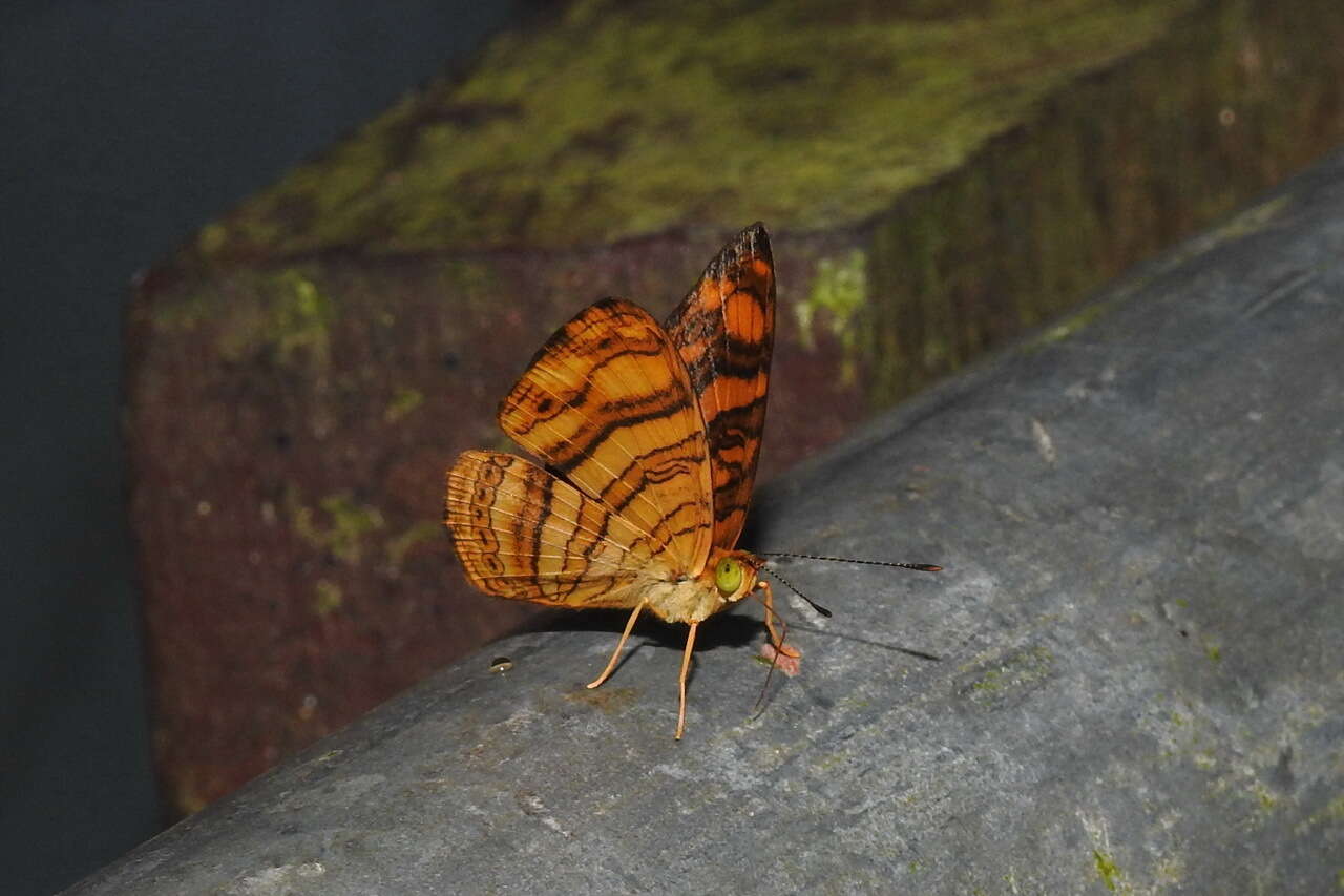 Image of Chersonesia peraka Distant 1884