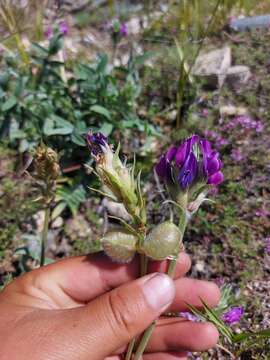 Image of Oxytropis nitens Turcz.