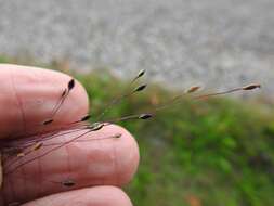 صورة Digitaria cognata (Schult.) Pilg.