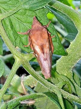 Слика од Euthrix albomaculata Bremer 1861