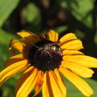 Image of The Boneset Borer