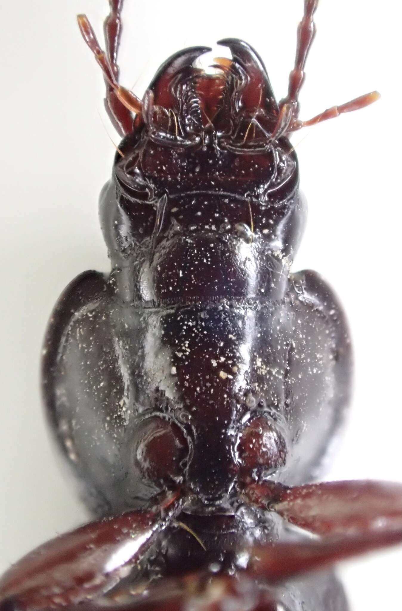 Plancia ëd Pterostichus (Hypherpes) inermis Fall 1901