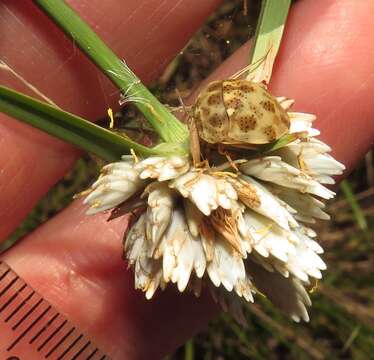 Imagem de Cyperus niveus var. leucocephalus (Kunth) Fosberg