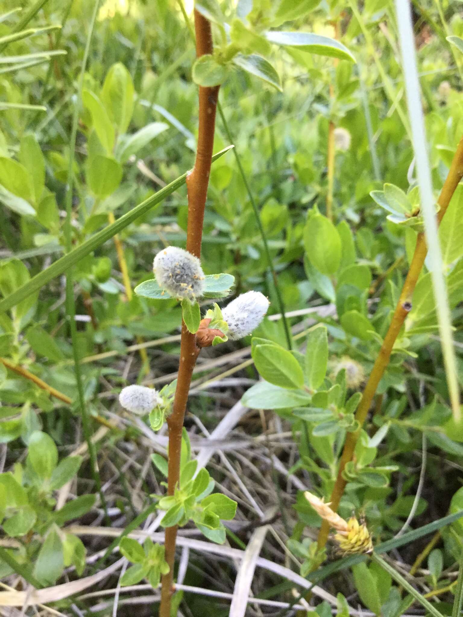 Image of mountain willow