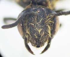 Andrena minutula (Kirby 1802) resmi