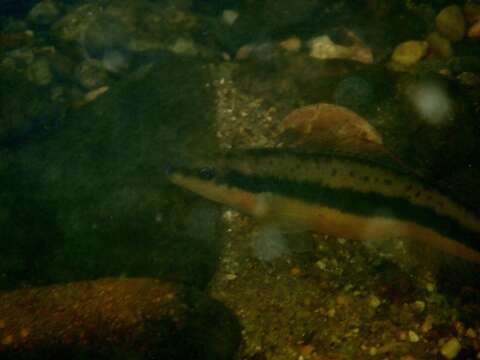 Image of Tangerine Darter