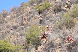 Image of Clanwilliam Aloe