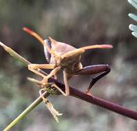 Image of Mozena arizonensis Ruckes 1955