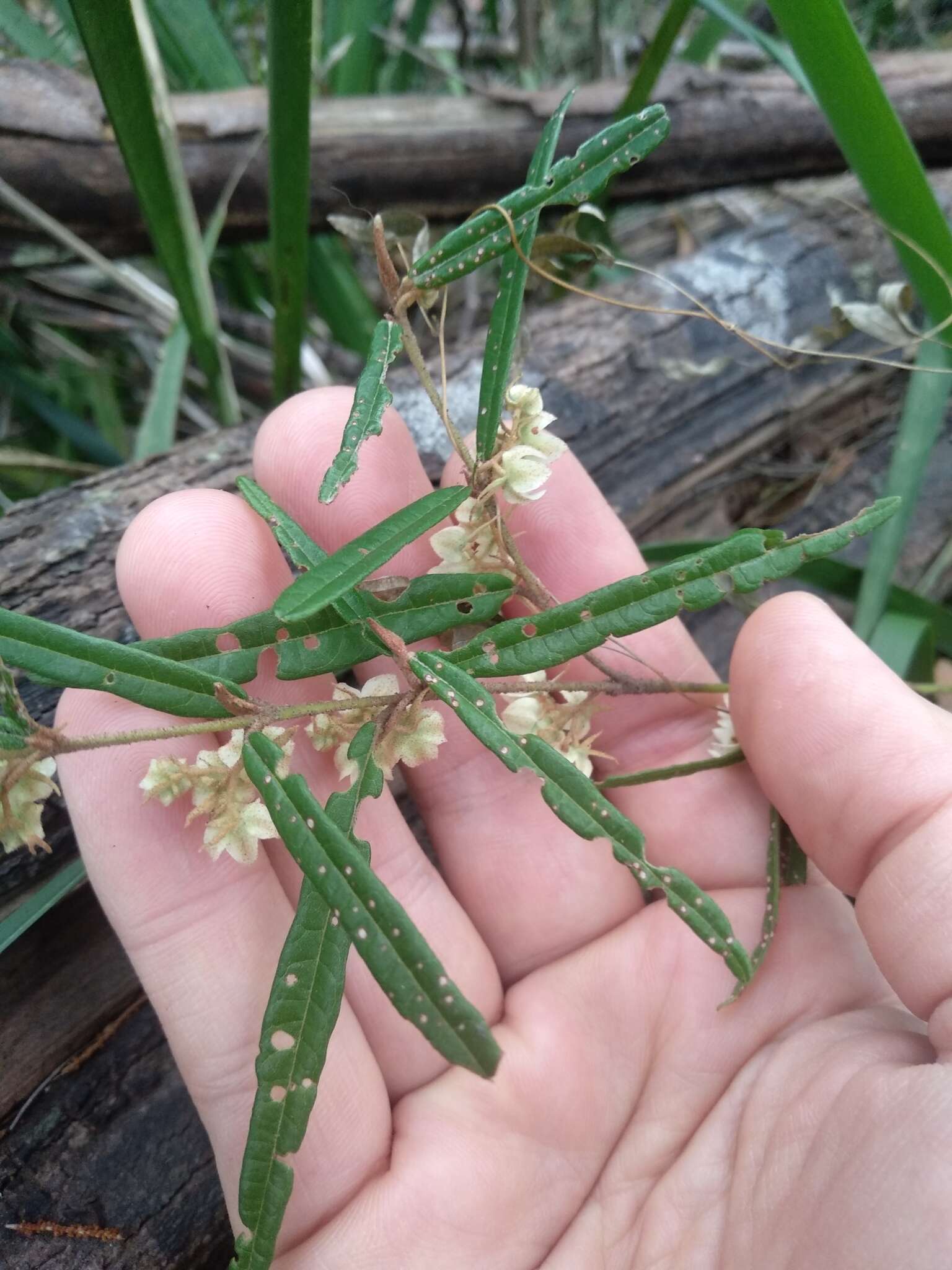 Imagem de Lasiopetalum ferrugineum Sm.