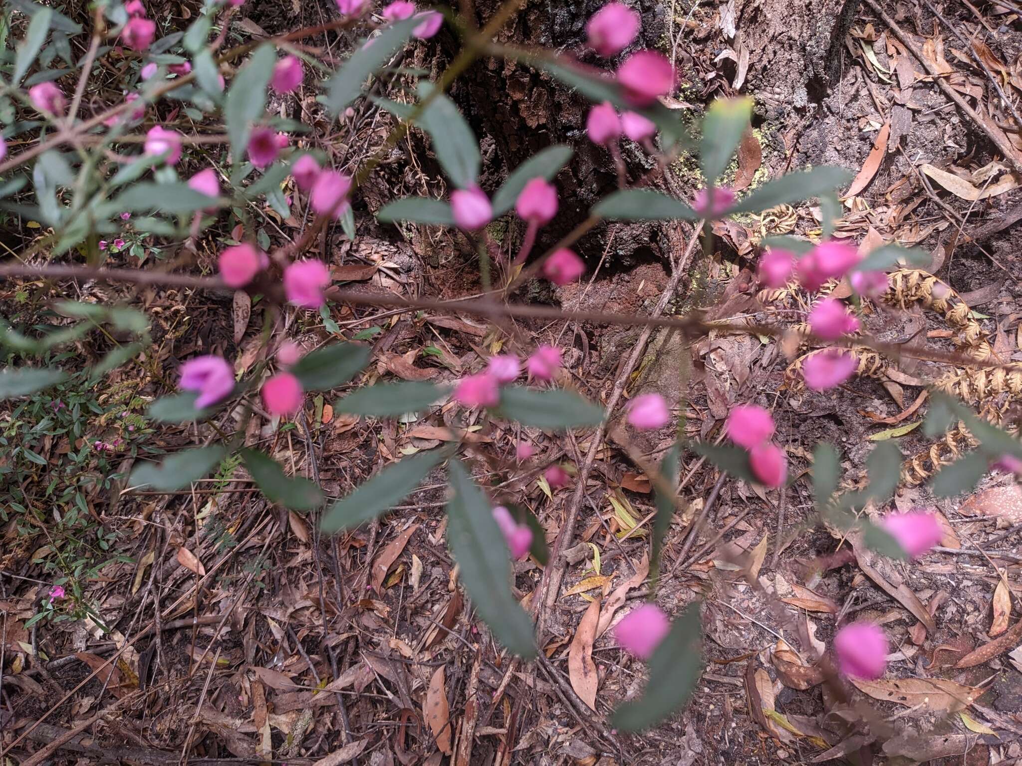 Image of Boronia fraseri Hook.