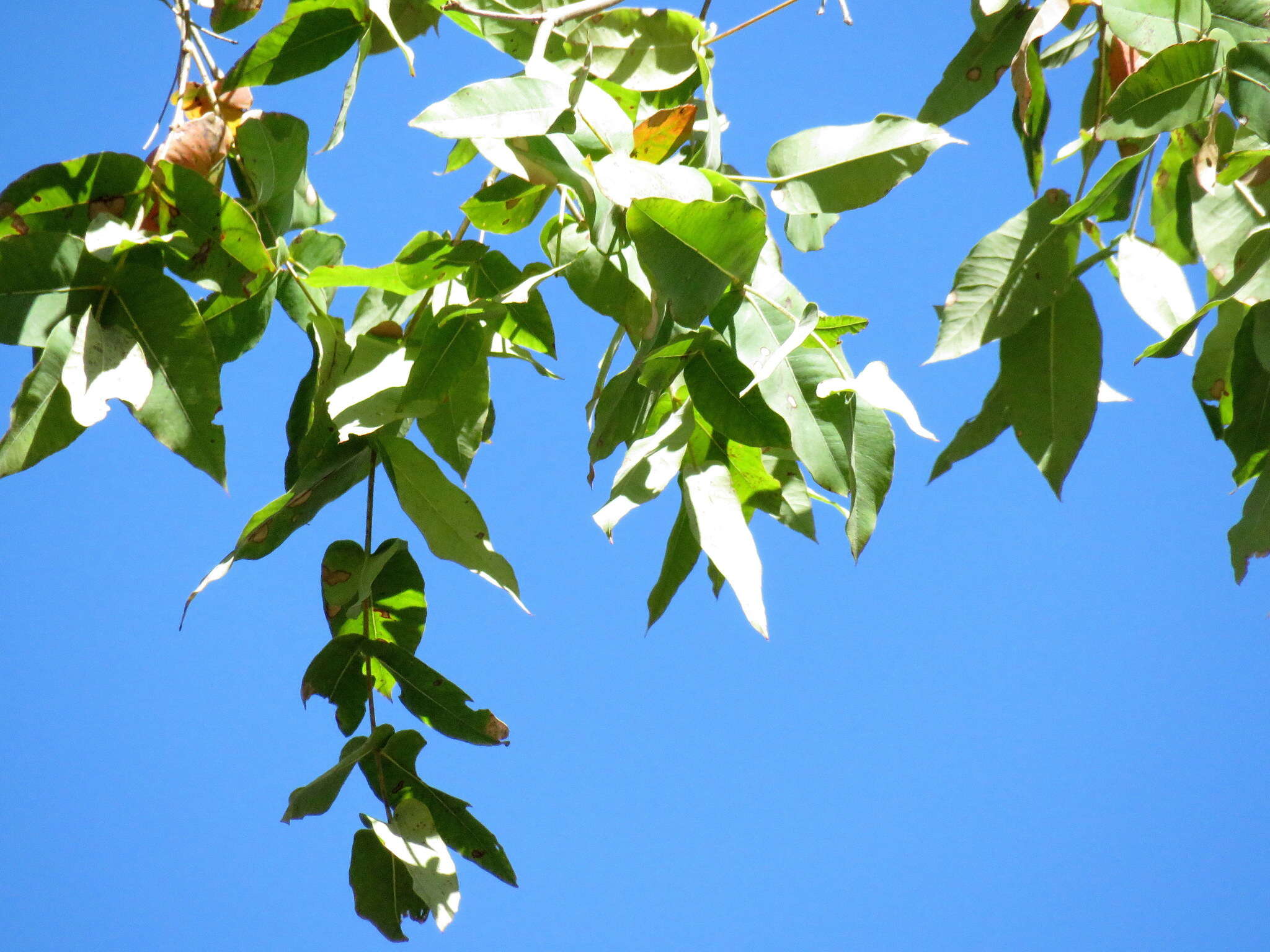 Image de Angophora subvelutina F. Müll.