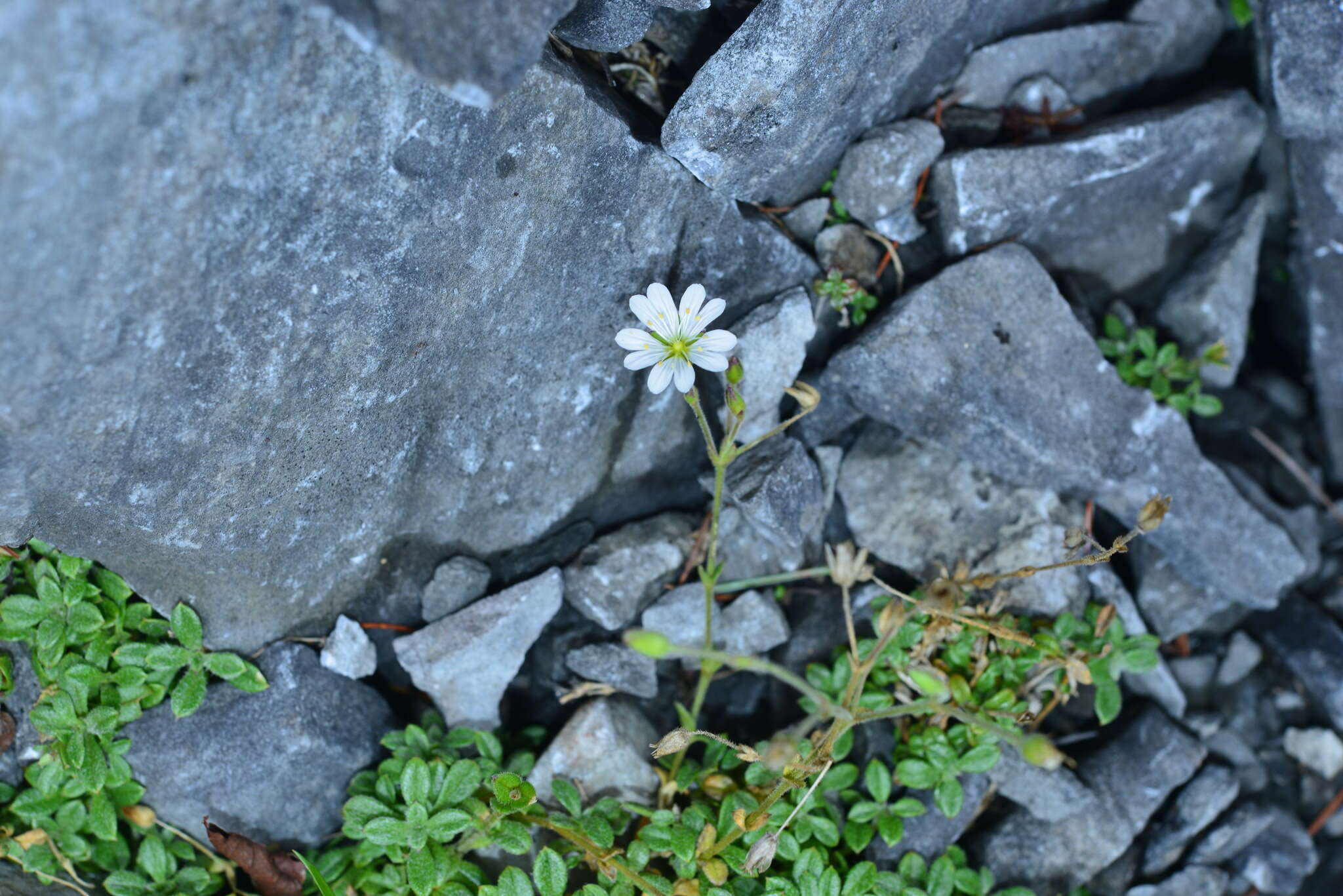 Plancia ëd Cerastium arvense subsp. arvense