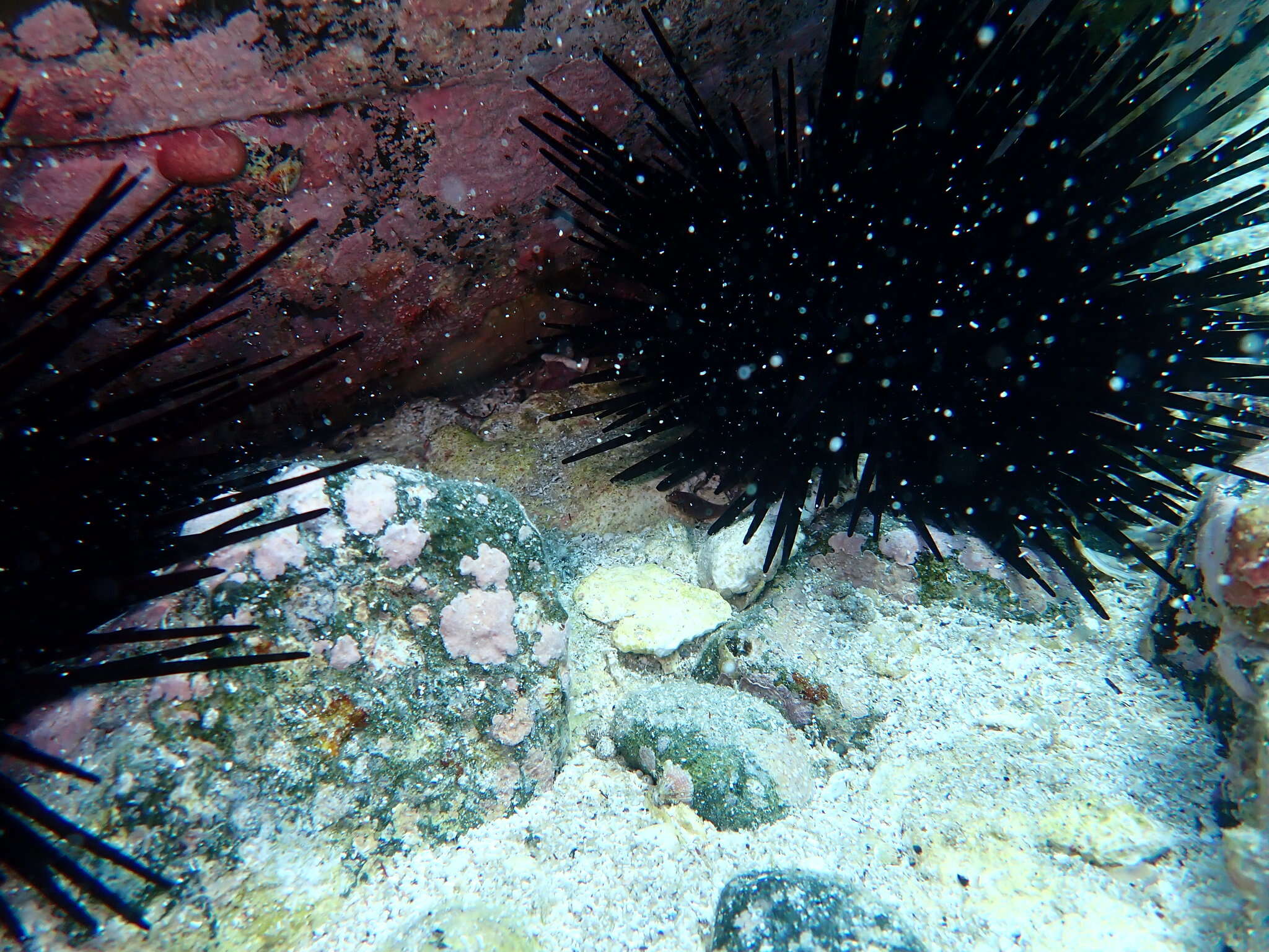 Image of Broad clingfish