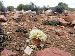 Слика од Crassula columnaris Thunb.