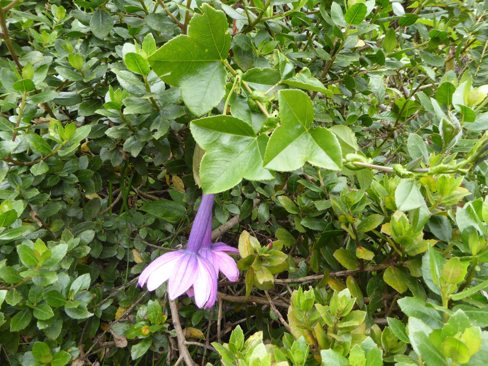 Слика од Passiflora cumbalensis var. sparrei (Holm-Nielsen) L. B. Holm-Nielsen & P. M. Jørgensen