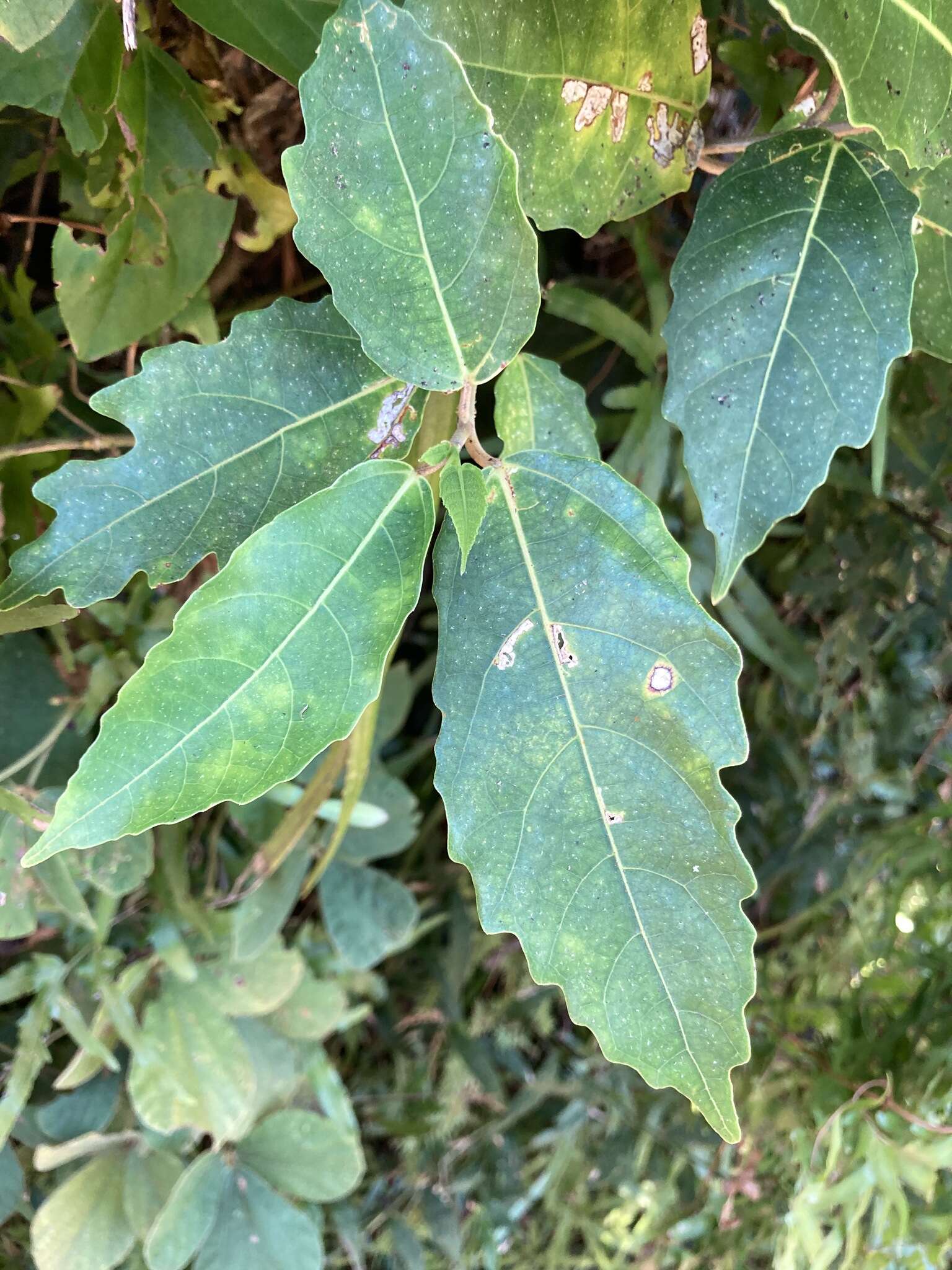 Image of Ficus cumingii Miq.