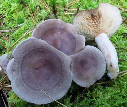 Image of Lactarius mammosus Fr. 1838