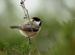 Image of Carolina Chickadee