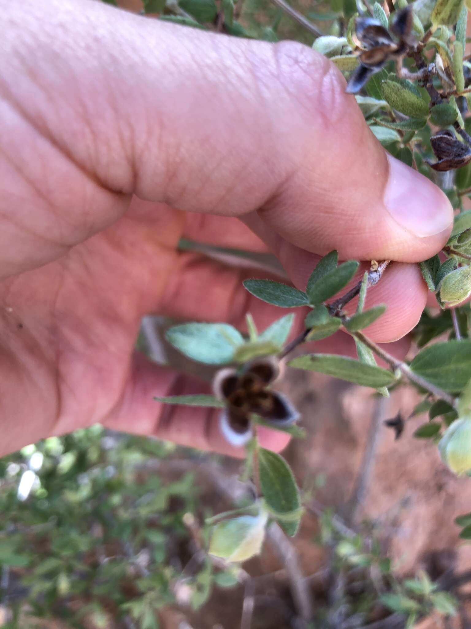 Imagem de Philadelphus microphyllus A. Gray