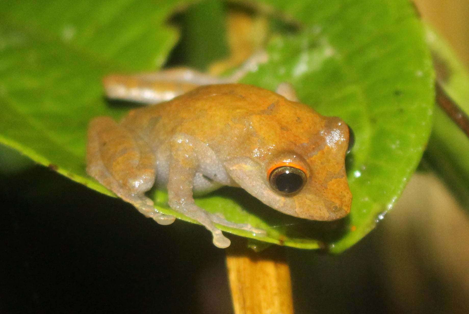 Image of Tandapi robber frog