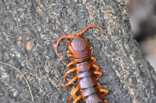 Imagem de Scolopendra dehaani Brandt 1840