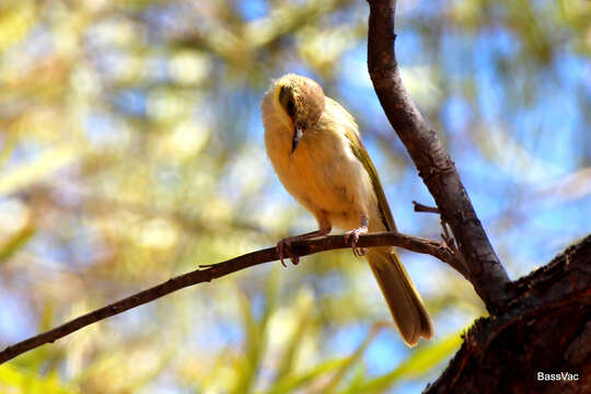 Image of Grey-fronted Honeyeater